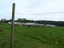 Remagen - Gemarkenhof - Straussenfarm - im weitläufigen Gelände Besuch einer Familie - Herde - Jugendherde - Frischlingen (in dieser Reihenfolge auch die Bilder)