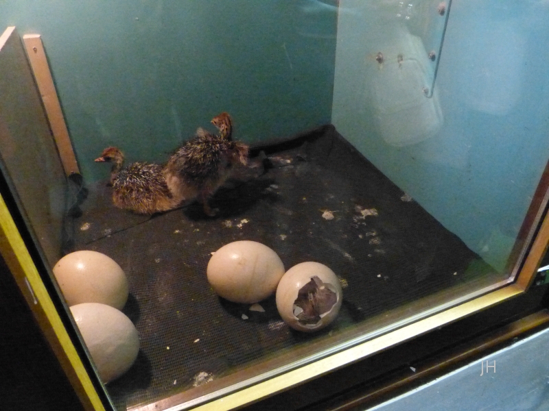 aus Ei schlüpfen